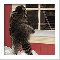 Raccoon Removal