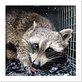 Raccoon Tapping