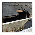 Raccoon damage