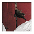 Raccoon in attic